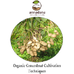 Organic groundnut cultivation techniques