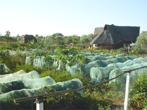 auroville_botanical_gardens