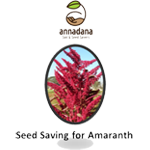 Seed Saving for Amaranth