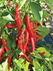 Cayenne Chilli