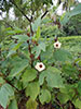 Gongura