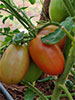 Local Red Oval Tomatoes