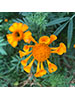 Marigold