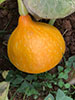 Potimarron Squash