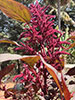 Purple Amaranth