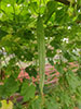 Snake Gourd